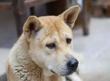 主人家架锅烧开,狗狗见到后积极躺进锅中,还把家中的小兔子拉了进来