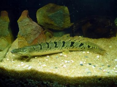 戴氏多鳍鱼身份信息