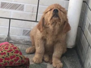 狗狗出车祸后，一整天不吃饭都不睡，主人家一看担忧！