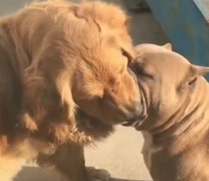 比特犬死咬金毛不撒嘴，主人拿铁棍赶到发觉，金毛站着睡着了