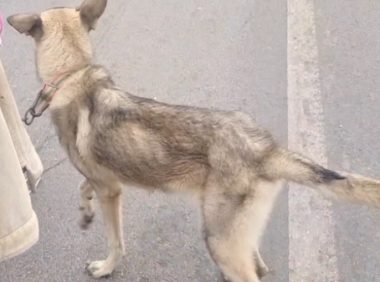 400块,狗主把咬死小鸡的瘦狗卖了