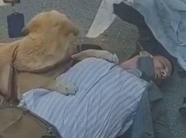 主人晕倒,敬业导盲犬坚持趴着守护,医护人员赶都赶不走!