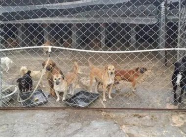 泰山小动物保护中心窘况：狗粮紧缺 下山买水挺贵