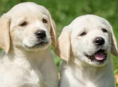 带宠物去医院真实感受 | 每次带我家狗去医院，都感觉身体被掏空……