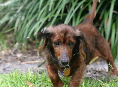 年龄只是一个数字,十九岁高龄狗狗不服老,陪主人四周玩