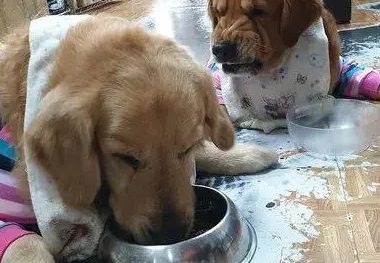 网友家的狗狗们太贪吃，吃完狗粮扮可怜，主人：你们是不是约好的