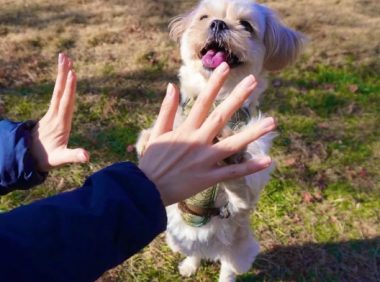 狗狗运动能力极差，每次接球超卖力，却都完美错过，好心酸…
