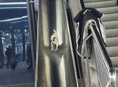 小狗和萌娃排队玩滑梯火了！