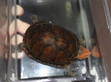 红面泥龟身份信息