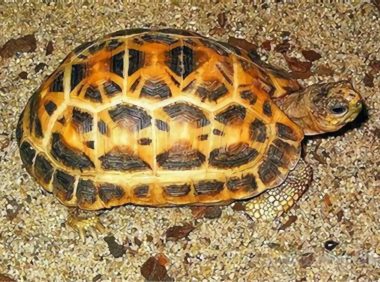 蛛网龟身份信息