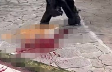 小区物业当众打死流浪狗引争议 目击业主:小狗被驱赶后才咬人,物业行为过于粗暴