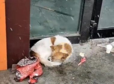 被主人抛弃在寒冬中的狗狗，在雪中瑟瑟发抖，日复一日等主人回家
