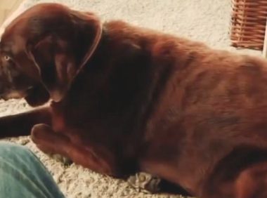 狗狗放了一个3秒连环屁，臭得让猫咪吐了一地，狗：响屁不臭！