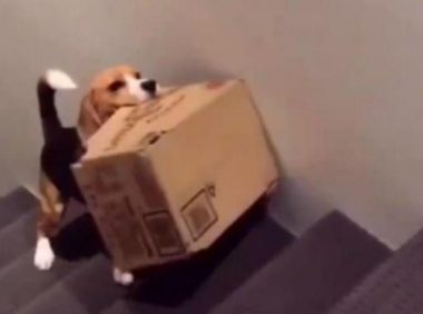 主人没空陪狗狗玩，狗狗就自身叼纸箱子爬楼，样子令人辛酸