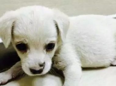 路边小奶狗嗷嗷直叫,跟过去才发现