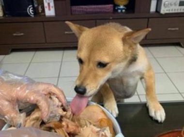 柴犬趁主人不留意的情况下，用舌头舔了下烤鸡腿，一海碗全是它的了！
