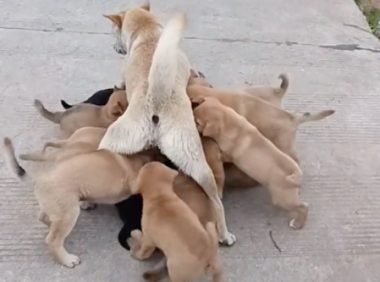 狗妈一胎生了14只小狗,喂奶时都被顶上天了,逐渐变得暴躁要逃跑