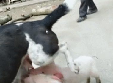 母狗被三只小猪盯上了,奶水都快被吸光啦!!