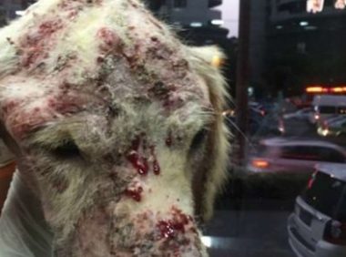 以爱心名义收养狗狗 黄金猎犬全身溃烂遭虐待