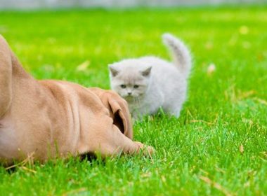 狗狗总去邻居家叫门，知道原因主人都佩服