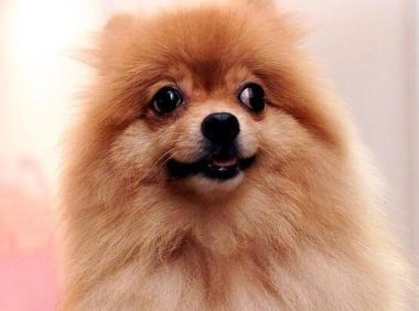 农大学生回农村创业养狗,年纯入100万元,有前途吗?