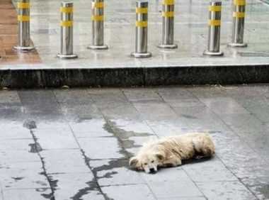 与主人失散的狗狗,在暴雨中艰难求生,温暖的手把它从水中救起