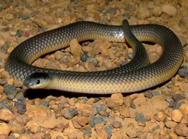 澳洲金刚蛇身份信息