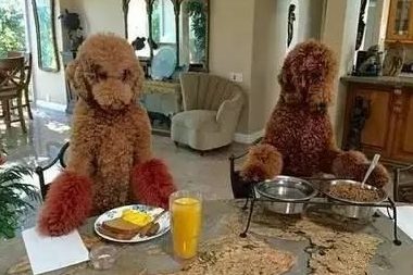 两只“互飙演技”的巨型贵宾，用10张照片诠释了什么叫做狗界影帝