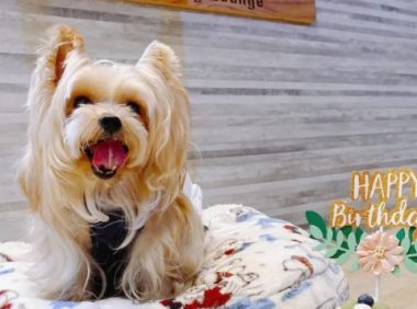 9岁狗因丑被遗弃？宠物店收养后发现：颜值真高