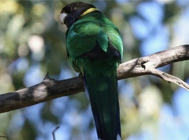 林肯港鹦鹉身份信息