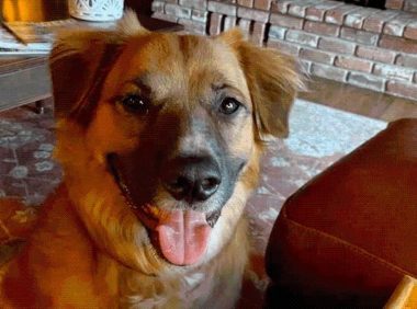 狗子遇车祸被抛飞，几天后找到时，它正在别人家里放羊？哈哈笑喷…