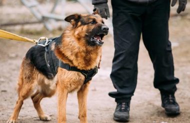 中华田园犬为什么当不上小狗警犬?土狗有这5个缺陷 网民懂了