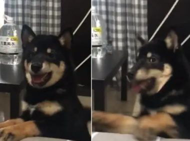 两只柴犬对骂却只见到1只狗,爸爸卖力“汪汪”超有天分