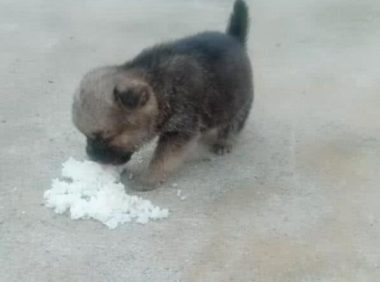 小狗狗被主人丢弃了，好心人喂狗狗吃米饭，狗狗感动的想哭