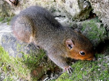 长吻松鼠身份信息