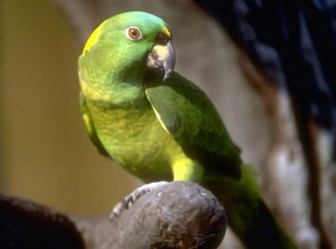 黄颈亚马逊鹦鹉身份信息