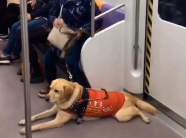 导盲犬带主人坐地铁,被乘客嫌弃太臭,表情很委屈,让人心疼