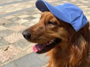 女子遛狗捡到消防犬,巧用自家狗为“诱饵”送回