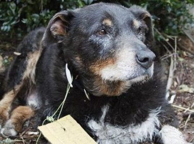 12岁牧羊犬突然走失 原来是救援佳话一则