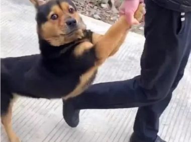 田园犬跑出大门释放自己,被主人家拉着前腿捉回家了,我就很怕了