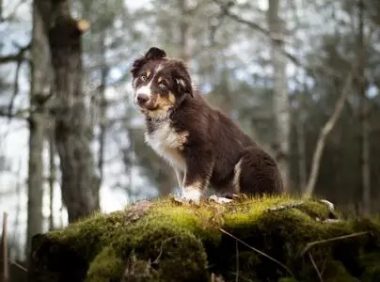 拍婚纱照遇超亲人“流浪狗”撒娇,一问才知道:欺诈惯犯