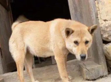 狗狗赖在猪舍不愿走,最终大伙儿发觉了他的个人行为让人惭愧