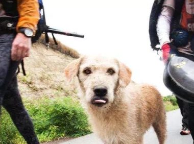 狗的一生很短暂，对狗狗来讲，什么东西最珍贵