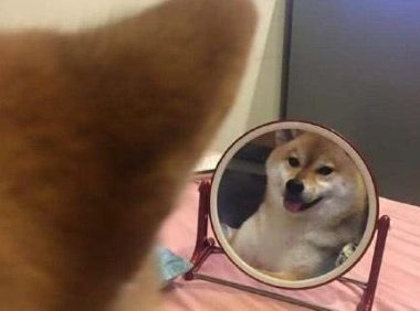 铲屎官化完妆忘收镜子, 意外看到柴犬臭美一幕, 第一次见狗子被帅笑了
