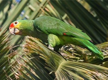 红额鹦鹉身份信息