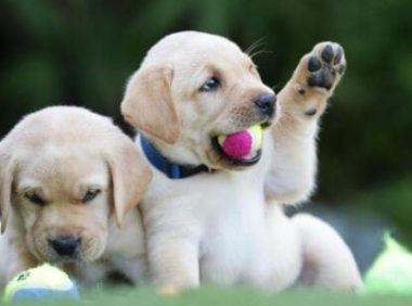 震惊！研究发现：狗狗的寿命和疾病风险居然与毛色相关