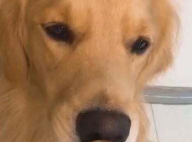 狗狗被主人捉弄，苹果到嘴上不能吃，結果狗狗生气了！