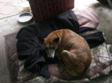 忠犬：虎斑狗狗遭弃4年，每日仍彷徨后巷，盼与前主人相逢