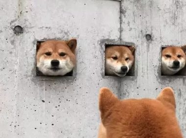 三只柴犬超喜爱卡洞，不经意被网民发觉，之后竟变成游玩景点！