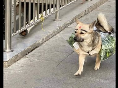 狗狗帮主人驮菜回家了，见到它的脸我笑了！狗：化了美美的妆好自信心